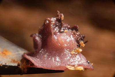 macro photography