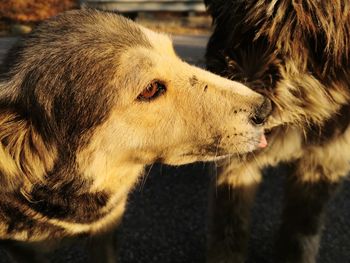 Close-up of a dog