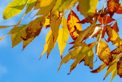 Low angle view of yellow leaves against sky