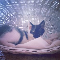 Close-up portrait of kitten on carpet