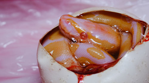 Close-up of orange fish