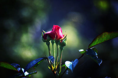 Close-up of pink rose plant