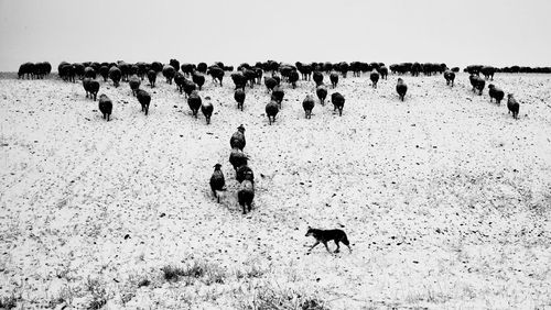 People walking on field against clear sky during winter