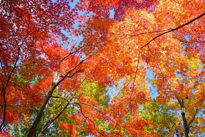 Full frame shot of trees during autumn