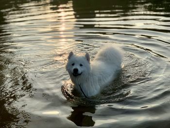 Portrait of dog swimming in lake