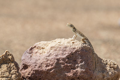 Arabian toad-headed agama in the desert, standing on a stone, sharjah, united arab emirates, uae