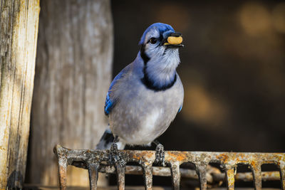 Close-up of bird perching on wood