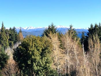 Panoramic view of pine trees against clear blue sky