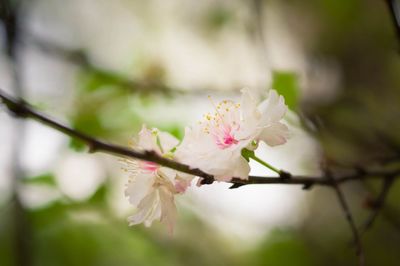 Close-up of fresh pink flowers on twig