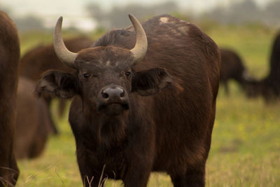 Portrait of bull standing on field