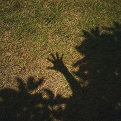 Shadow of trees on field