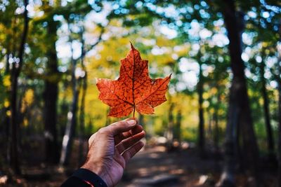 Cropped image of person holding maple leaf