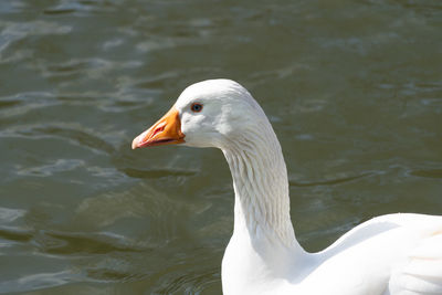 Close up low-level view of embden emden geese. of single goose showing orange beak and blue eye