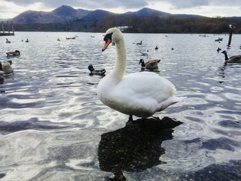 Swan floating on lake