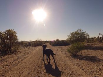 Dog looking at sky