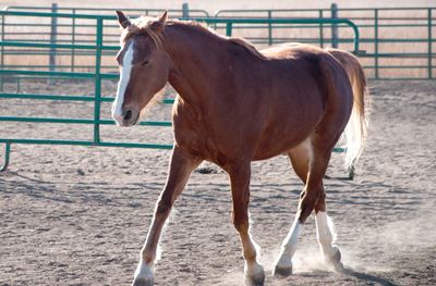 Horse standing in ranch