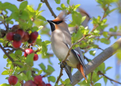 Low angle view of bird perching on branch