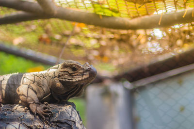 Close-up of a lizard on a tree