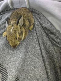 High angle view of squirrel sleeping