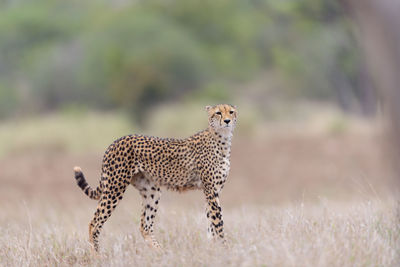 View of a cat on field