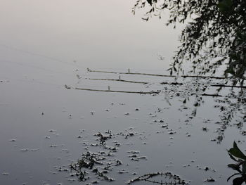 Birds in water against sky