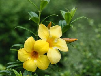 Close-up of yellow flowering plant