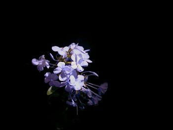 Close-up of flowers against black background