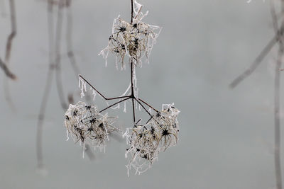 Close-up of frozen spider web