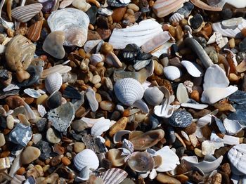 Full frame shot of seashells at beach