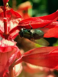 Close-up of insect on red flower