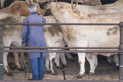 Rear view of men standing by cows