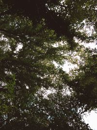 Low angle view of trees against sky