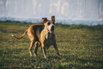 Portrait of a dog running on field