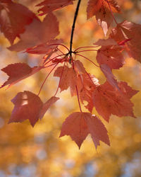 Close-up of maple leaves against blurred background