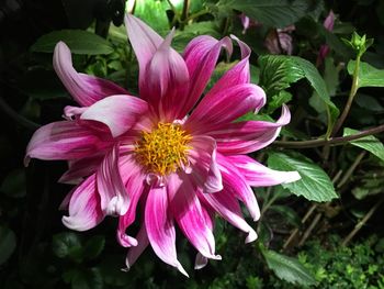 Close-up of pink flowers blooming outdoors