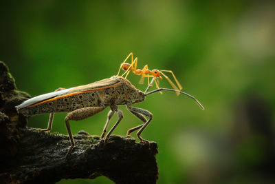 Close-up of insect