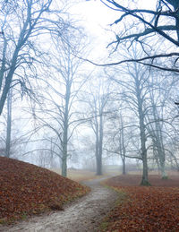 Bare trees in forest during winter