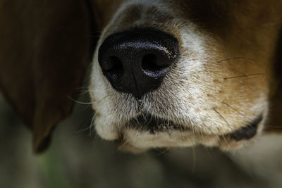 Close-up of dog