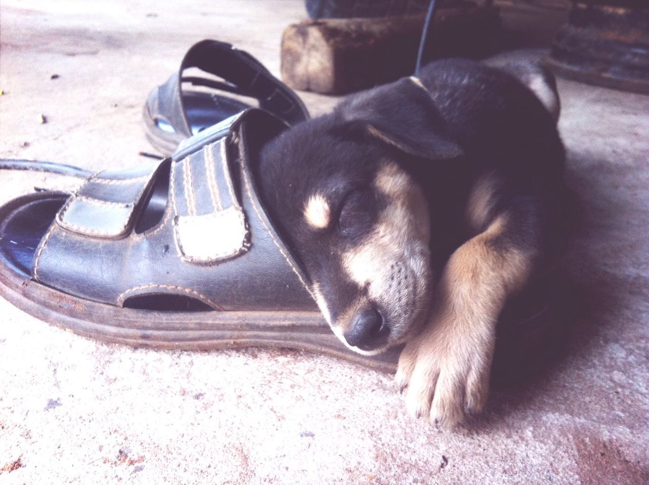 animal themes, domestic animals, one animal, mammal, pets, dog, lying down, sleeping, close-up, relaxation, high angle view, black color, resting, animal head, no people, animal body part, indoors, day, eyes closed, street