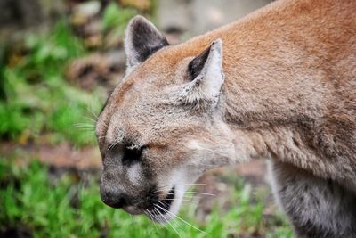 Close-up of mountain lion on field