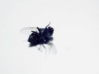 Close-up of housefly on white background