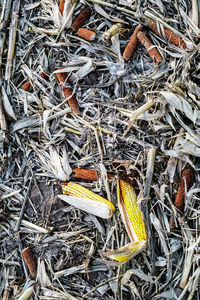 High angle view of dry plants on field