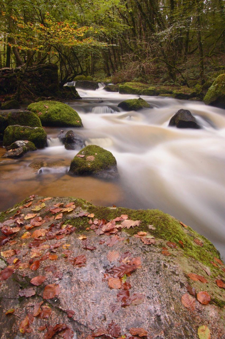 SCENIC VIEW OF WATERFALL IN FOREST