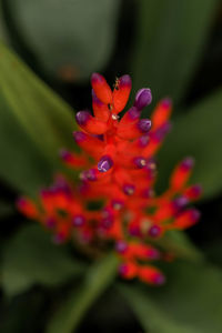 Close-up of red flower