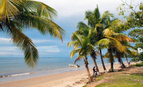 Palm trees on beach against sky