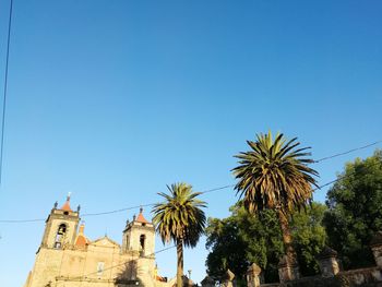 Low angle view of palm trees against blue sky