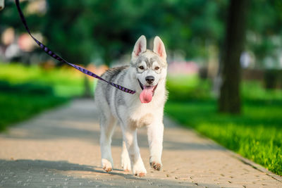 Close-up of dog on field