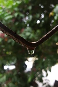 Close-up of water drops on branch