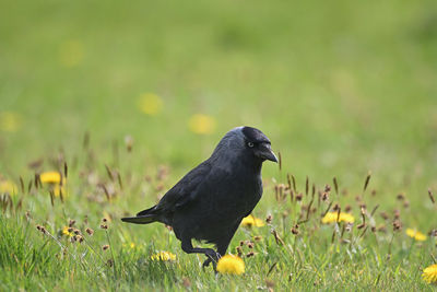 Bird perching on a field