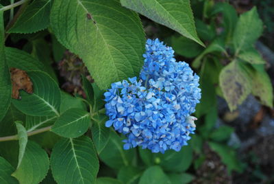 Close-up of purple hydrangea plant